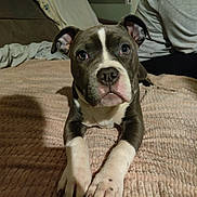 Athena a rejoint le concours — aidez-le/la à gagner de superbes lots ! dog, puppy, lying_down, bed, blanket, indoor, pet, canine, looking_at_camera, white_paws, brown_fur, short_hair, ears_up, close_up, animal, companion, cute, domestic, home, resting