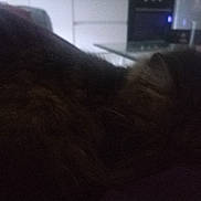 Pimousse a rejoint le concours — aidez-le/la à gagner de superbes lots ! cat, feline, indoor, dark, blurry, fur, pet, animal, domestic, resting, shadow, soft, curled, whiskers, cozy, quiet, home, furniture, table, low_light