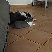 Noël a rejoint le concours — aidez-le/la à gagner de superbes lots ! dog, rabbit, tile_floor, indoor, pet, animal, resting, friendship, floor, corner, furniture, home, cozy, gray, white, black, companion, quiet, relaxed, domestic