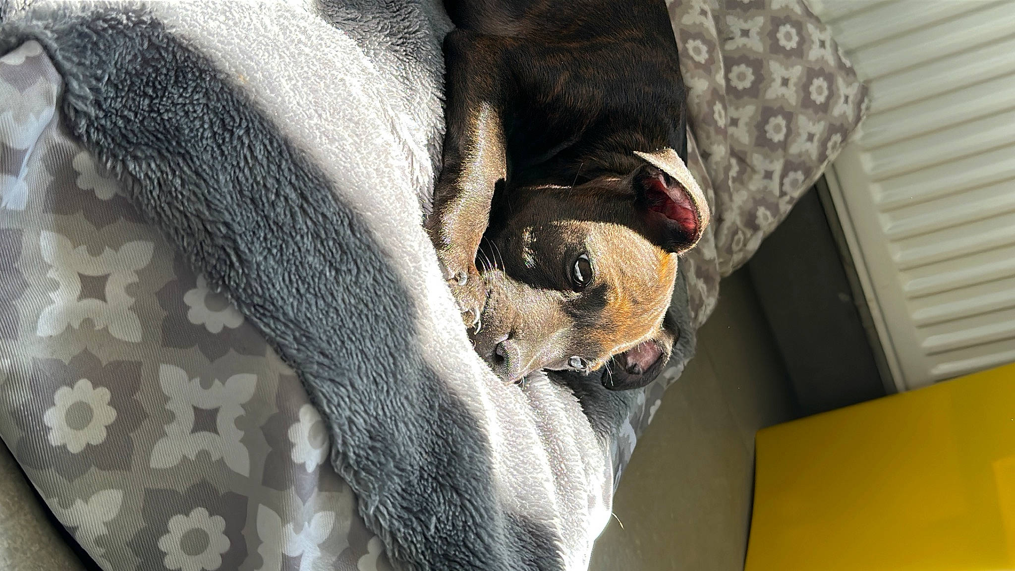 Uraya a rejoint le concours — aidez-le/la à gagner de superbes lots ! canidae, carnivore, comfort, companion_dog, couch, dog, dog_breed, dog_supply, fawn, fur, grey, human_leg, linens, nap, pattern, sleep, snout, toy_dog, whiskers, working_animal