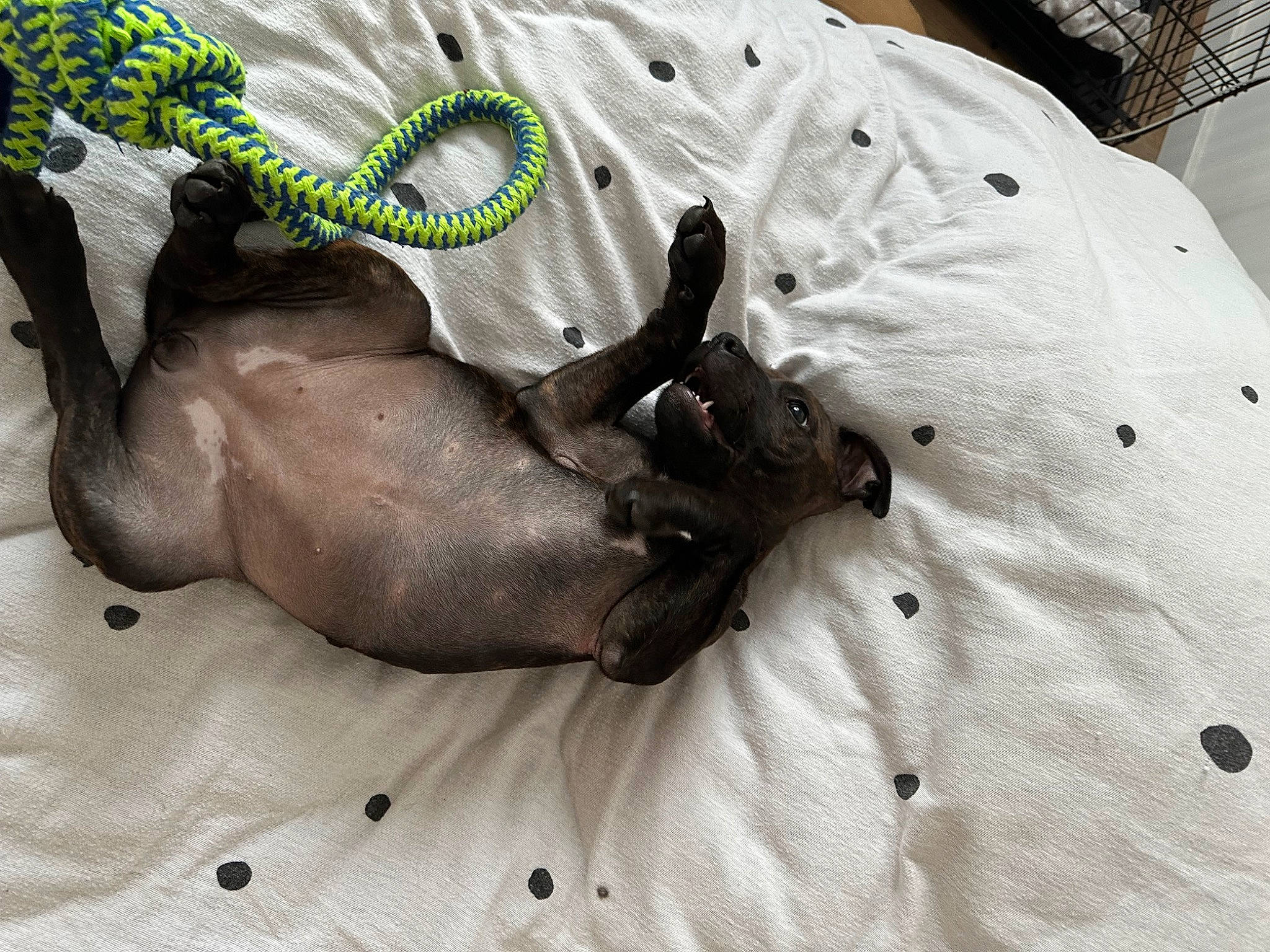 Uraya participe au concours pour gagner de l'argent avec cette photo : bed, bedding, canidae, carnivore, comfort, companion_dog, dog, dog_breed, dog_supply, duvet, fawn, linens, liver, nap, non_sporting_group, snout, sporting_group, terrestrial_animal, toy_dog, working_animal