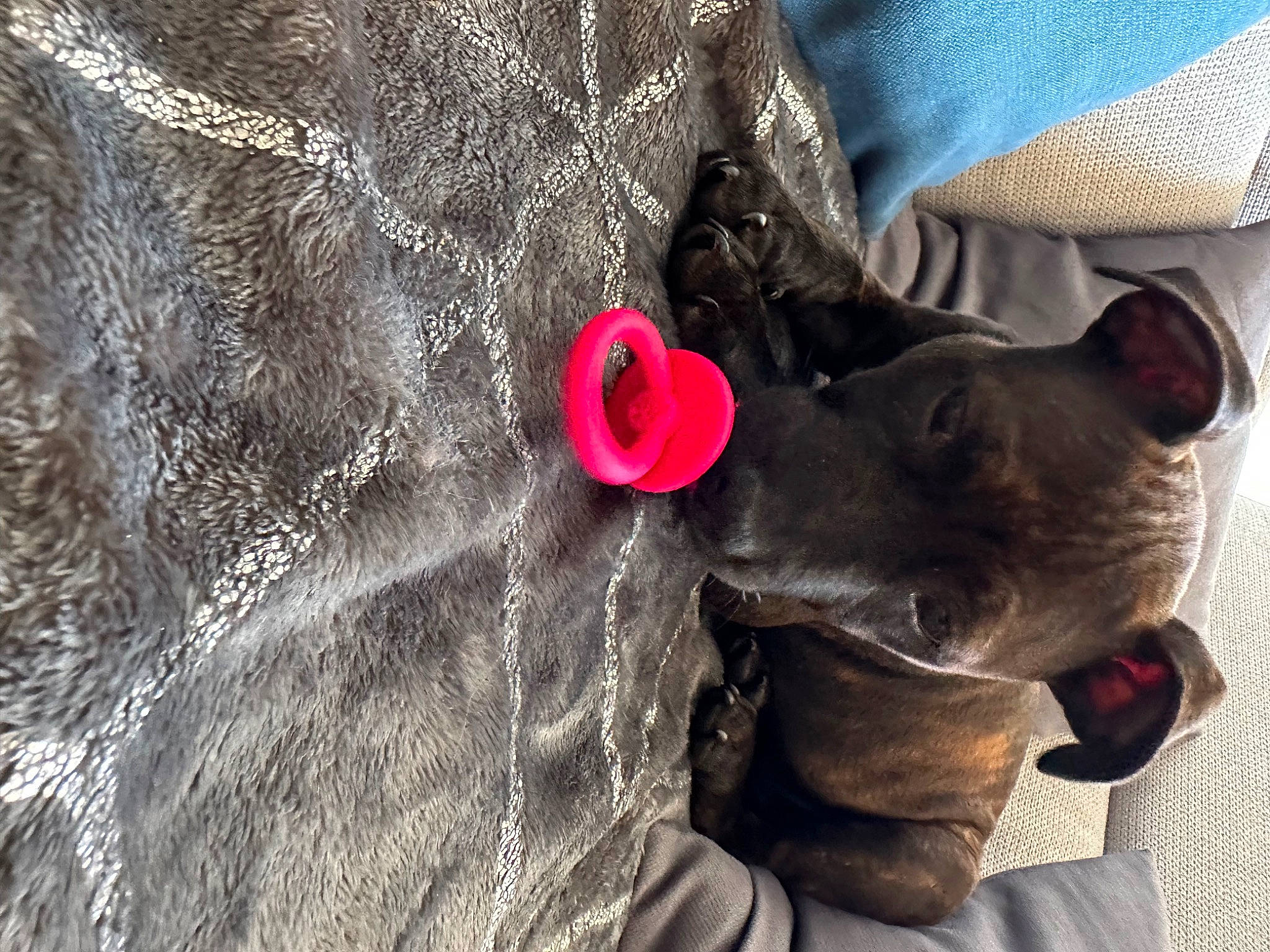 Uraya a rejoint le concours — aidez-le/la à gagner de superbes lots ! canidae, carnivore, collar, companion_dog, dog, dog_breed, dog_collar, ear, fawn, fur, gesture, guard_dog, magenta, non_sporting_group, sculpture, snout, sporting_group, toy_dog, whiskers, working_animal