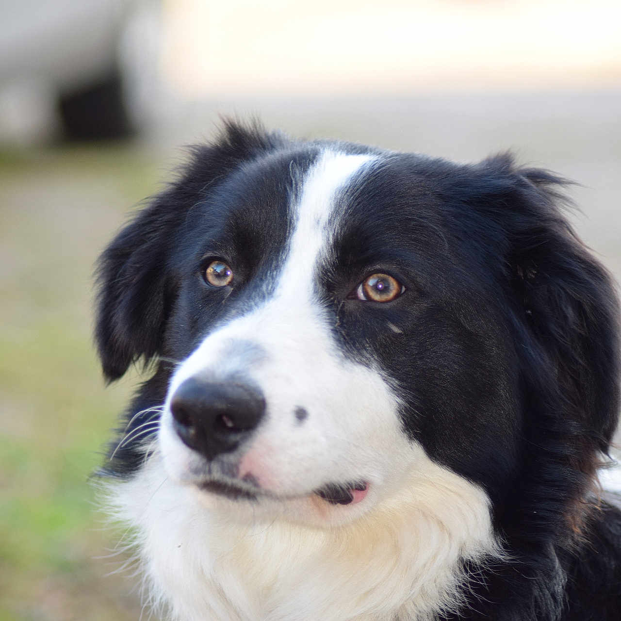 Oreo