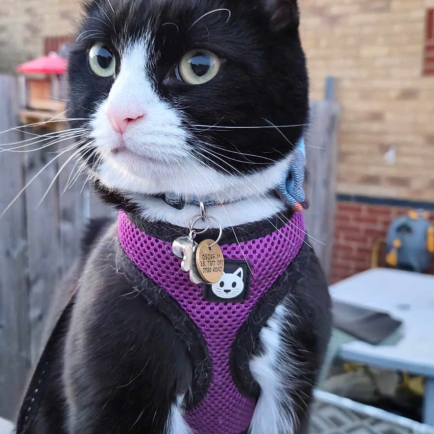 Oscar is registered to the contest to win money with this photo: accessories, animal, brick, canine, cat, collar, dog, formalwear, furniture, harness, husky, indoors, interiordesign, kitten, leash, manx, pet, slate, strap, tie