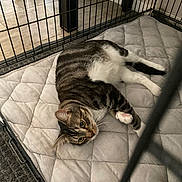 Korben is registered to the contest to win money with this photo: cat, tabby, pet, animal, indoor, cage, quilted_mat, fur, whiskers, paws, relaxed, curious, resting, floor, metal_bars, domestic_cat, looking_up, striped, mammal, cute