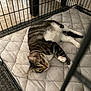 cat, tabby, pet, animal, indoor, cage, quilted_mat, fur, whiskers, paws, relaxed, curious, resting, floor, metal_bars, domestic_cat, looking_up, striped, mammal, cute