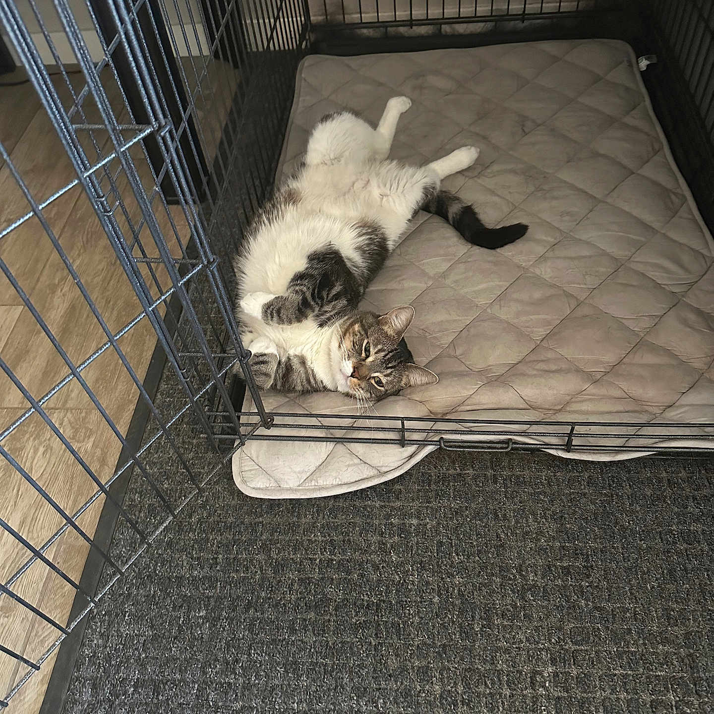 Korben joined the competition — help win amazing prizes! animal, carpet, cat, crate, cute, ears, feline, floor, home, indoor, looking, lying, mat, paw, pet, quilted, relaxed, resting, tabby, whiskers