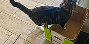 Korben joined the competition — help win amazing prizes! cat, tabby, cardboard_box, floor, tile, indoor, pet, animal, curious, paw, cord, rug, brown, white, green, black, striped, feline, home, investigation