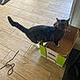 cat, tabby, cardboard_box, floor, tile, indoor, pet, animal, curious, paw, cord, rug, brown, white, green, black, striped, feline, home, investigation