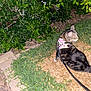 cat, tabby, harness, leash, grass, bushes, outdoor, night, pet, animal, curious, greenery, nature, fur, small_animal, looking_away, ground, plant, leafy, domestic_cat