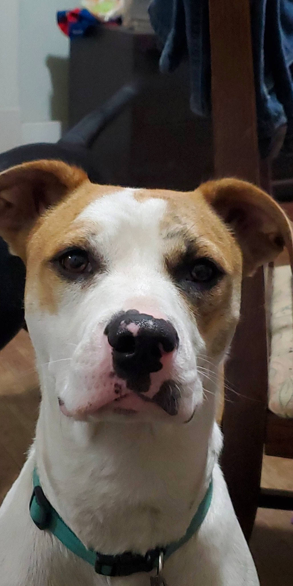 Juno is registered to the contest to win money with this photo: american_bulldog, american_pit_bull_terrier, american_staffordshire_terrier, ancient_dog_breeds, bully_kutta, canidae, carnivore, dog, dog_breed, dogo_guatemalteco, fawn, mammal, non_sporting_group, nose, pit_bull, rare_breed_dog, snout, valley_bulldog, vertebrate, whiskers