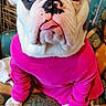 bulldog, dog, pet, pink_sweater, couch, indoor, heterochromia, tongue_out, white_fur, brown_spots, animal, cute, sitting, expression, portrait, furniture, domestic, paw, face, clothing
