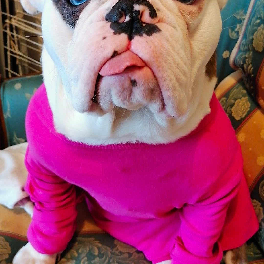 Zoom a rejoint le concours — aidez-le/la à gagner de superbes lots ! bulldog, dog, pet, pink_sweater, couch, indoor, heterochromia, tongue_out, white_fur, brown_spots, animal, cute, sitting, expression, portrait, furniture, domestic, paw, face, clothing