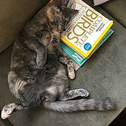 Veda joined the competition — help win amazing prizes! cat, sleeping, fluffy, gray_fur, long_hair, belly_up, paw, tail, couch, cushion, books, reading, indoor, home, relaxed, nap, cute, pet, portrait, funny_pose