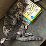 cat, sleeping, fluffy, gray_fur, long_hair, belly_up, paw, tail, couch, cushion, books, reading, indoor, home, relaxed, nap, cute, pet, portrait, funny_pose