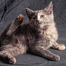 Veda is registered to the contest to win money with this photo: cat, kitten, animal, pet, furry, fluffy, gray_fur, calico, face, eyes, ears, whiskers, paws, raised_paw, lying_down, relaxed, indoor, portrait, fabric, cute