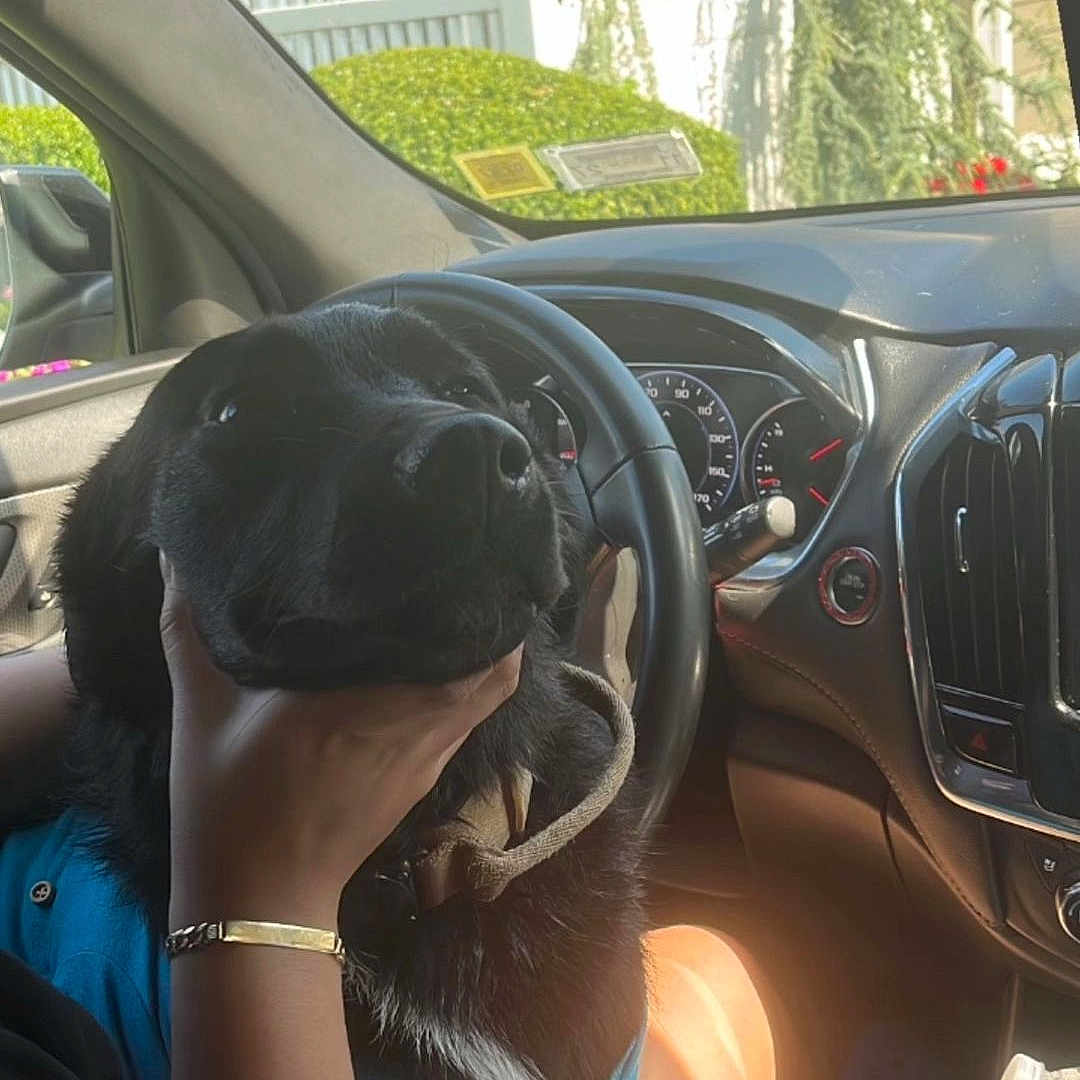 Max joined the competition — help win amazing prizes! dog, black_dog, pet, puppy, animal, car, car_interior, driver_seat, steering_wheel, dashboard, passenger, hand, person, holding, portrait, outdoor, sunlight, house, window, cute