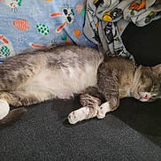 Fatty joined the competition — help win amazing prizes! cat, sleeping, couch, blanket, indoor, pet, fur, relaxing, cozy, resting, animal, domestic, whiskers, paws, cute, feline, nap, soft, gray, white