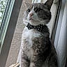 cat, gray_cat, white_fur, bow_tie, pirate_pattern, window, indoor, pet, feline, curious, sitting, portrait, whiskers, ears, fur, looking_away, natural_light, screen, curtain, houseplant
