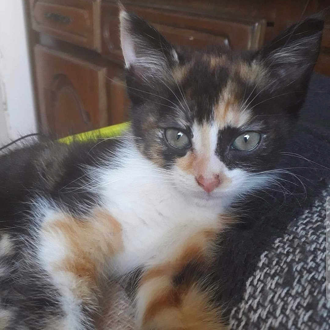 Bouboule a rejoint le concours — aidez-le/la à gagner de superbes lots ! abyssinian, animal, brasssection, cabinet, cat, chair, closet, couch, cupboard, drawer, dresser, face, furniture, horn, indoors, kitten, manx, musicalinstrument, pet, sideboard