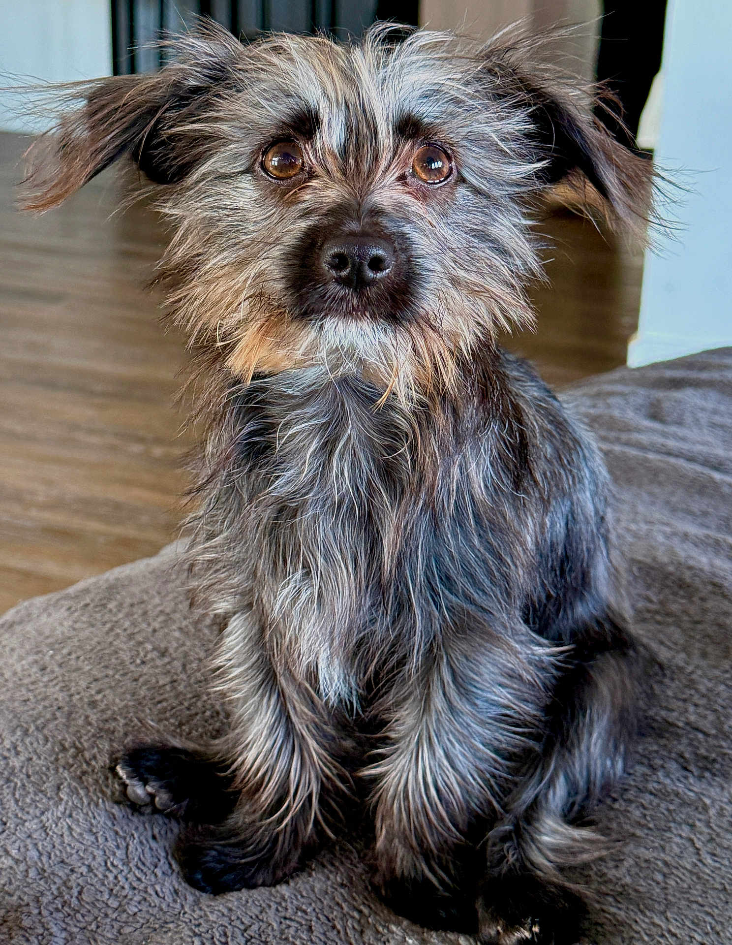 Frankie
