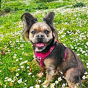 Allia a rejoint le concours — aidez-le/la à gagner de superbes lots ! animal, canine, daisies, daylight, dog, ears, flora, flower_field, grass, greenery, happy, leash, nature, outdoor, park, pet, sitting, smiling, spring, tree
