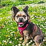 animal, canine, daisies, daylight, dog, ears, flora, flower_field, grass, greenery, happy, leash, nature, outdoor, park, pet, sitting, smiling, spring, tree