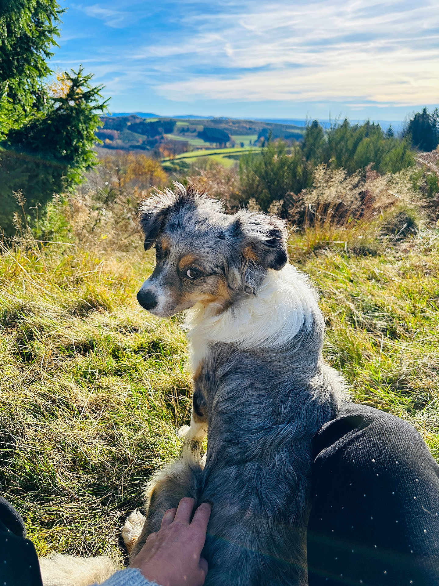 Aria a rejoint le concours — aidez-le/la à gagner de superbes lots ! dog, hand, grass, outdoor, nature, sky, cloud, hill, tree, person, pet, animal, field, sunlight, scenery, leisure, companion, fur, landscape, daytime