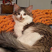 Zagreus joined the competition — help win amazing prizes! cat, fluffy, orange_blanket, patterned_surface, indoor, relaxed, pet, feline, long_tail, tabby, white_fur, brown_fur, ears, eyes, nose, cozy, resting, domestic_animal, home, fur