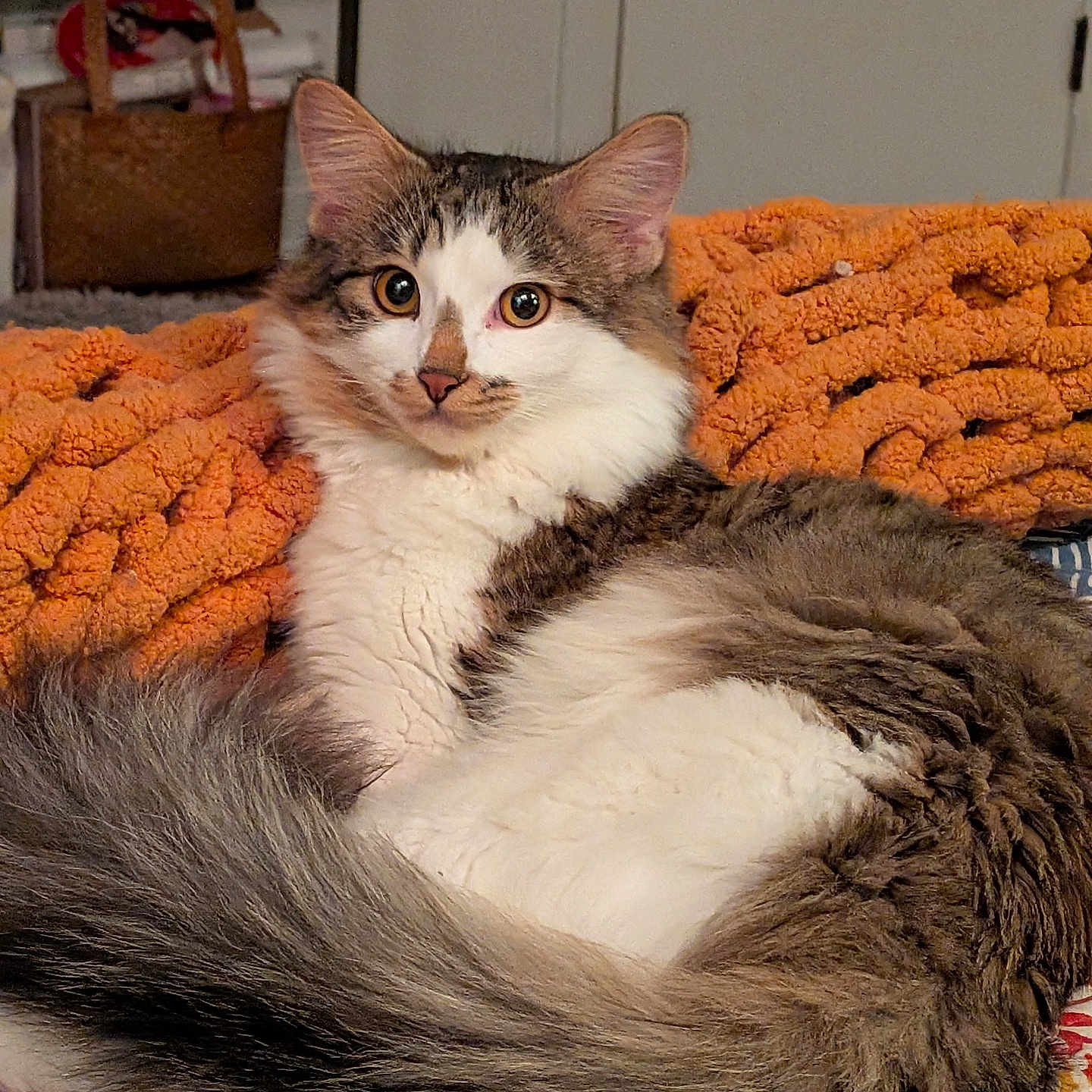 Zagreus joined the competition — help win amazing prizes! cat, fluffy, orange_blanket, patterned_surface, indoor, relaxed, pet, feline, long_tail, tabby, white_fur, brown_fur, ears, eyes, nose, cozy, resting, domestic_animal, home, fur