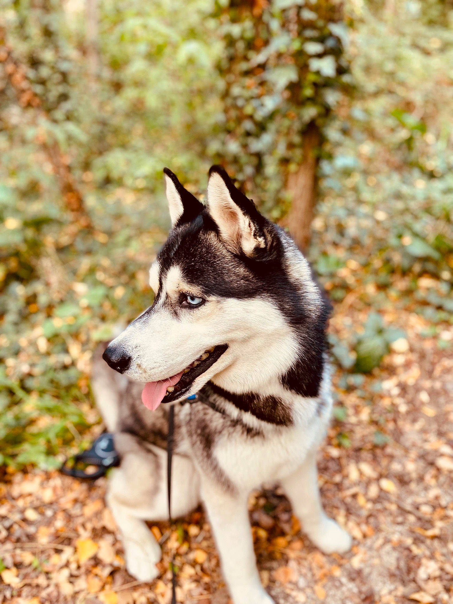 Rumple participe au concours pour gagner de l'argent avec cette photo : canidae, canis, carnivore, companion_dog, dog, dog_breed, fur, grass, non_sporting_group, plant, recreation, siberian_husky, sled_dog, snout, sporting_group, terrestrial_animal, tree, wildlife, working_animal, working_dog