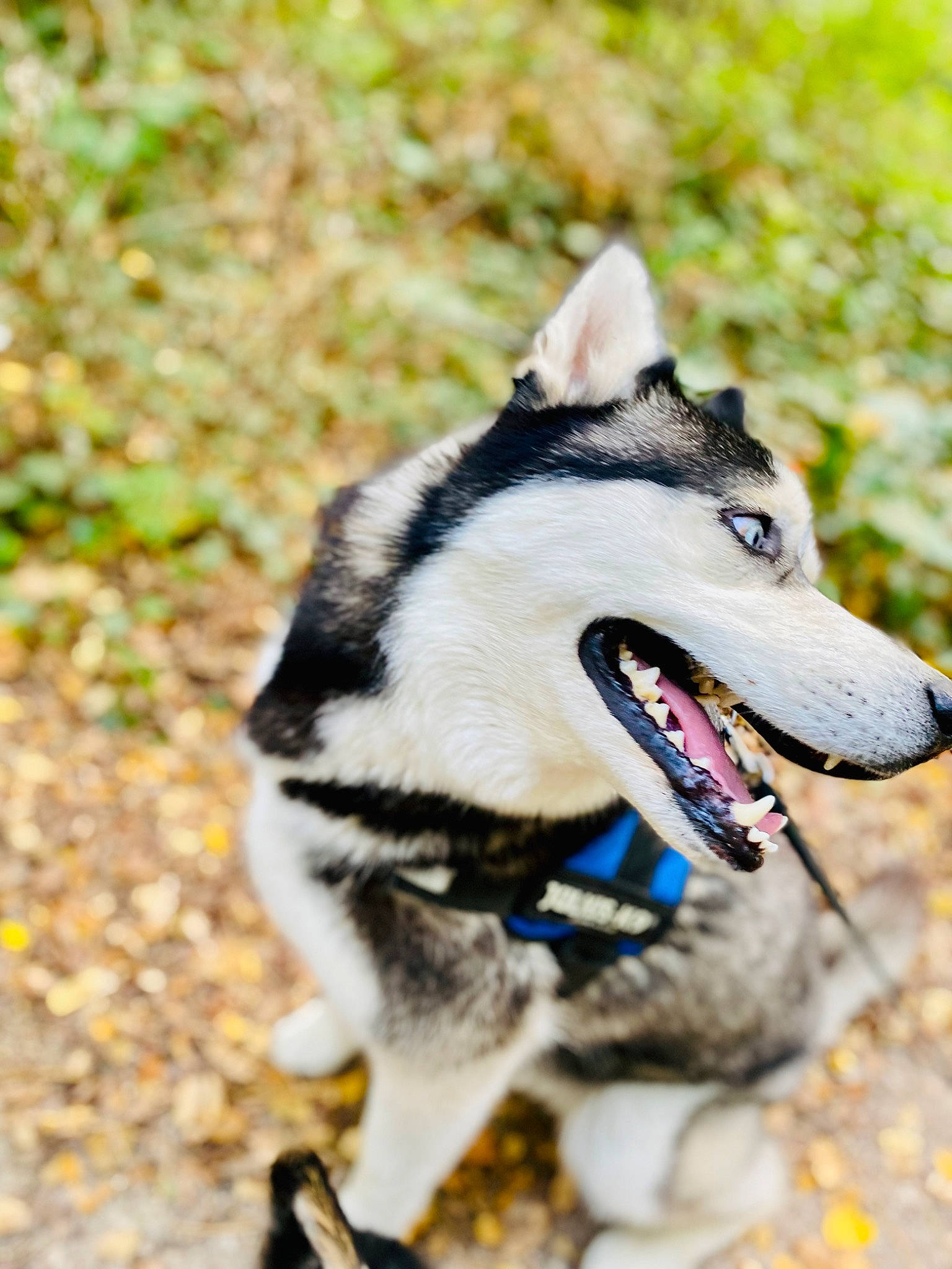 Rumple participe au concours pour gagner de l'argent avec cette photo : canidae, canis, carnivore, collar, companion_dog, dog, dog_breed, fang, fashion_accessory, fur, grass, recreation, siberian_husky, sled_dog, snout, sporting_group, terrestrial_animal, wildlife, working_animal, working_dog