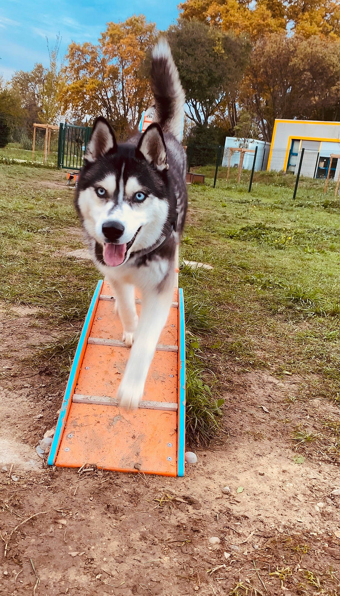 Rumple participe au concours pour gagner de l'argent avec cette photo : canidae, carnivore, companion_dog, dog, dog_agility, dog_breed, dog_sports, dog_supply, grass, herding_dog, hurdle, plant, recreation, siberian_husky, sky, sled_dog, sporting_group, tree, working_animal, working_dog