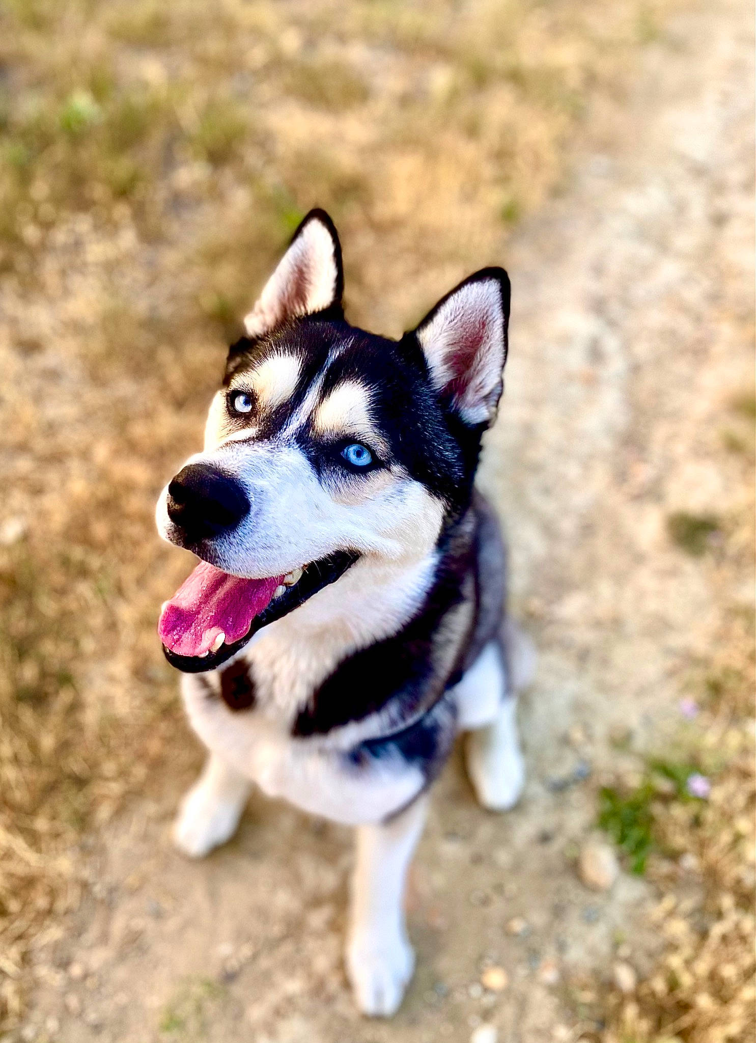 Rumple a rejoint le concours — aidez-le/la à gagner de superbes lots ! canidae, carnivore, collar, companion_dog, dog, dog_breed, dog_supply, fashion_accessory, fawn, fur, grass, leash, plant, snout, sporting_group, tail, terrestrial_animal, whiskers, working_animal, working_dog