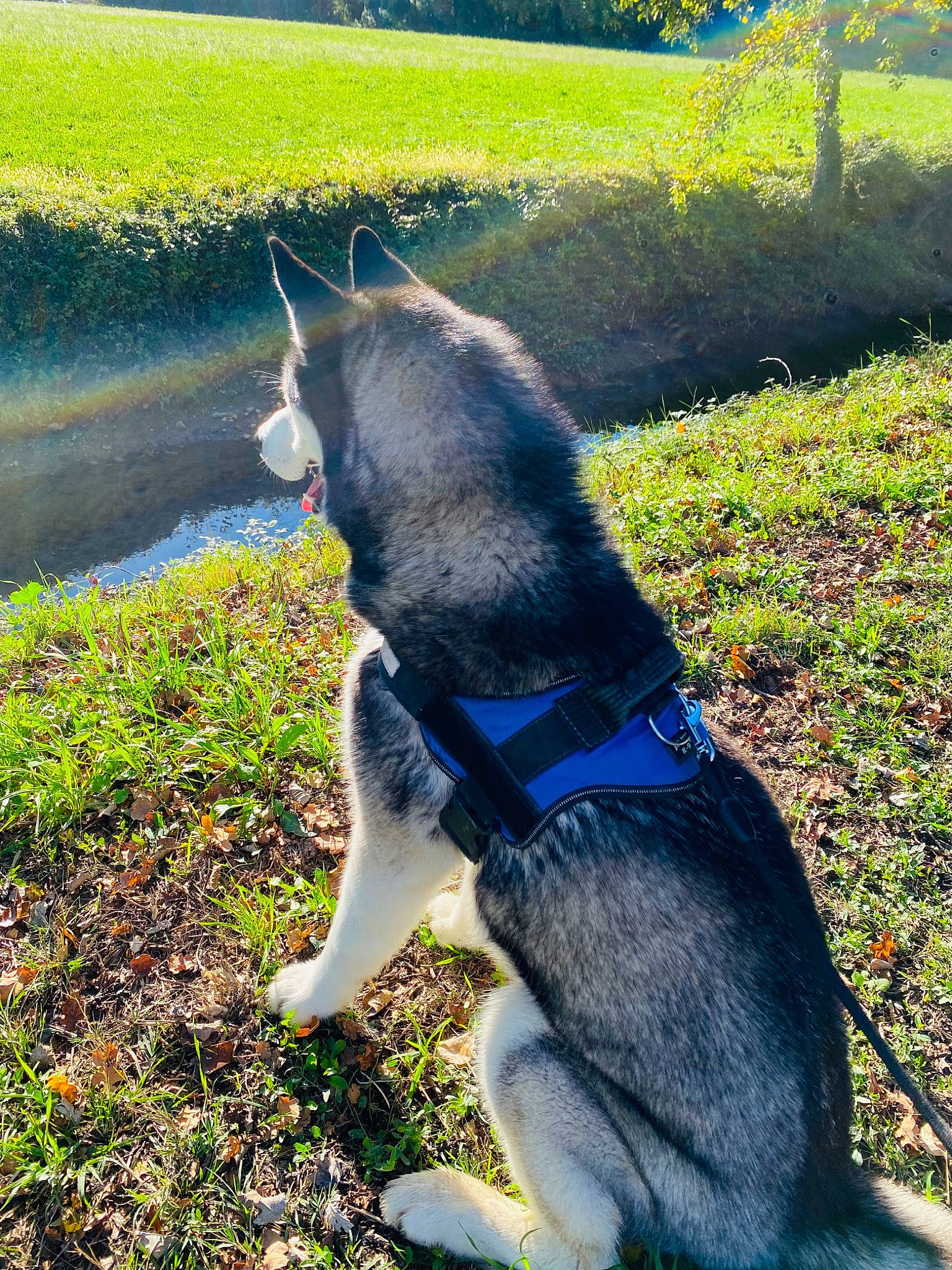 Rumple participe au concours pour gagner de l'argent avec cette photo : carnivore, collar, companion_dog, dog, dog_breed, dog_collar, electric_blue, fashion_accessory, grass, groundcover, light, pet_supply, plant, shadow, shrub, snout, tail, water, working_animal, working_dog