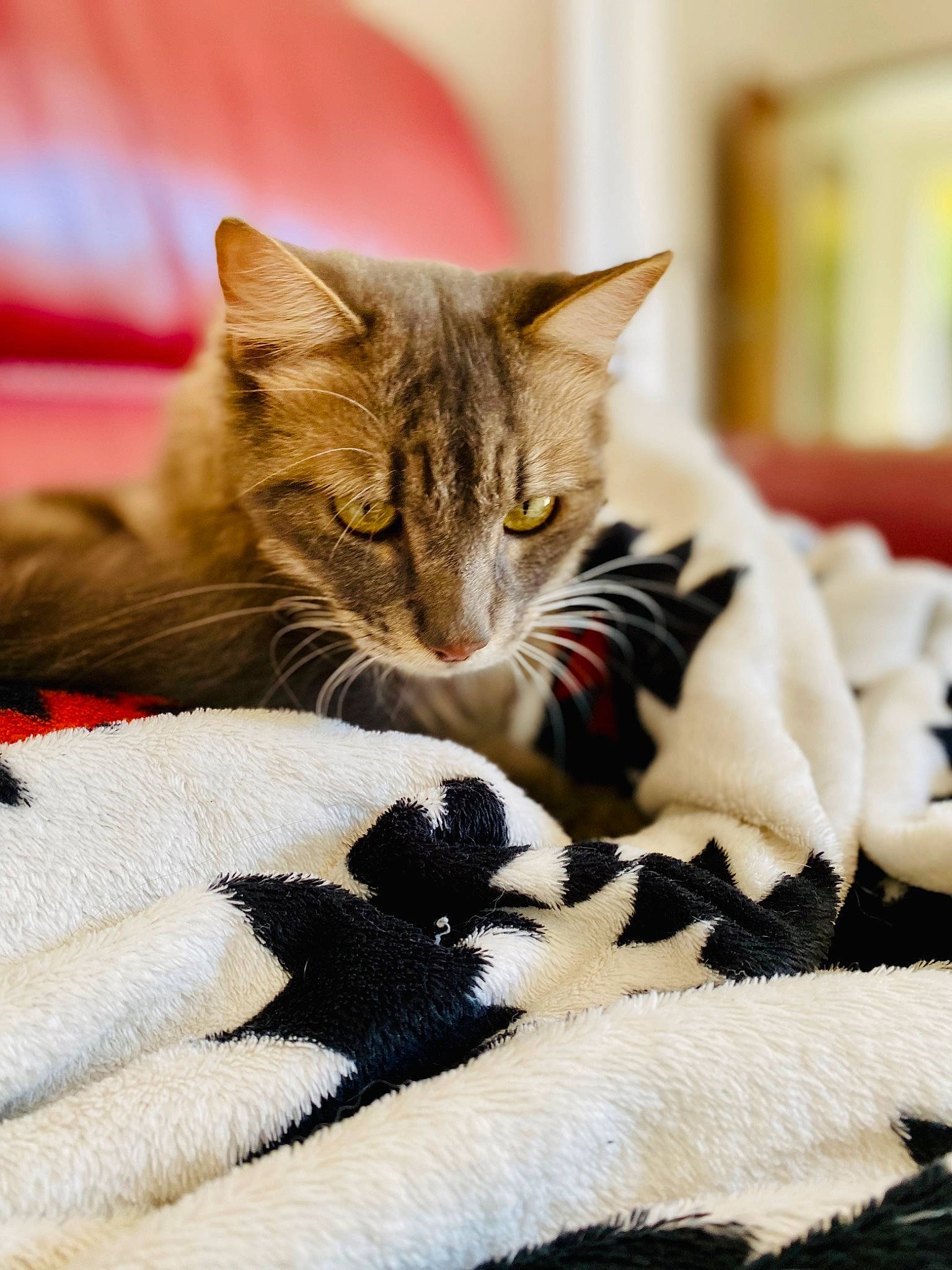 Harry participe au concours pour gagner de l'argent avec cette photo : bed_sheet, bedding, blanket, carnivore, cat, claw, comfort, domestic_short_haired_cat, felidae, fur, linens, nap, paw, room, sleep, small_to_medium_sized_cats, snout, tree, whiskers, wood