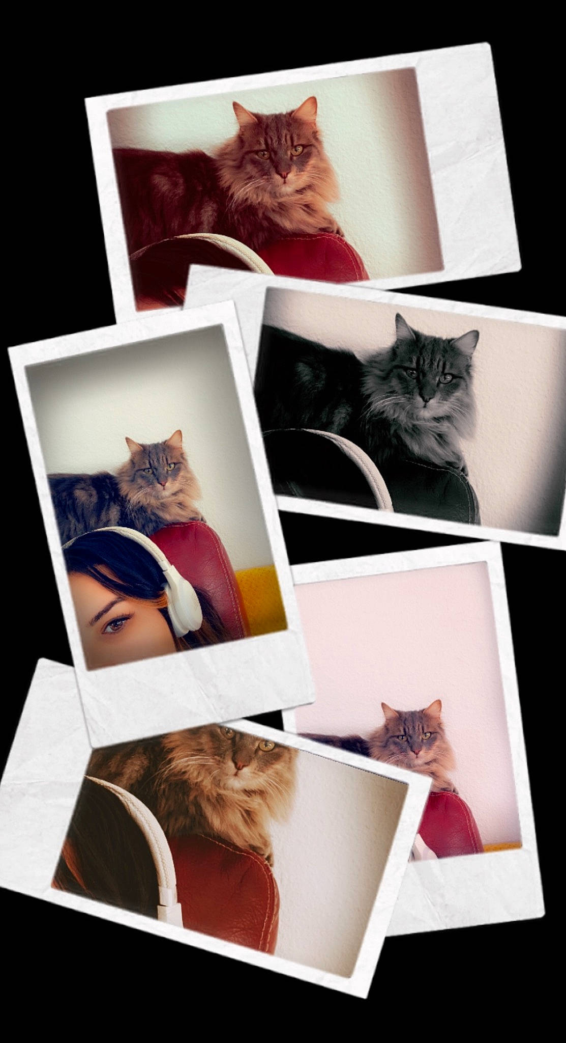 Harry a rejoint le concours — aidez-le/la à gagner de superbes lots ! art, black, brown, carnivore, cat, collage, domestic_short_haired_cat, facial_expression, felidae, font, fur, grey, mammal, photograph, rectangle, room, small_to_medium_sized_cats, snapshot, whiskers, white