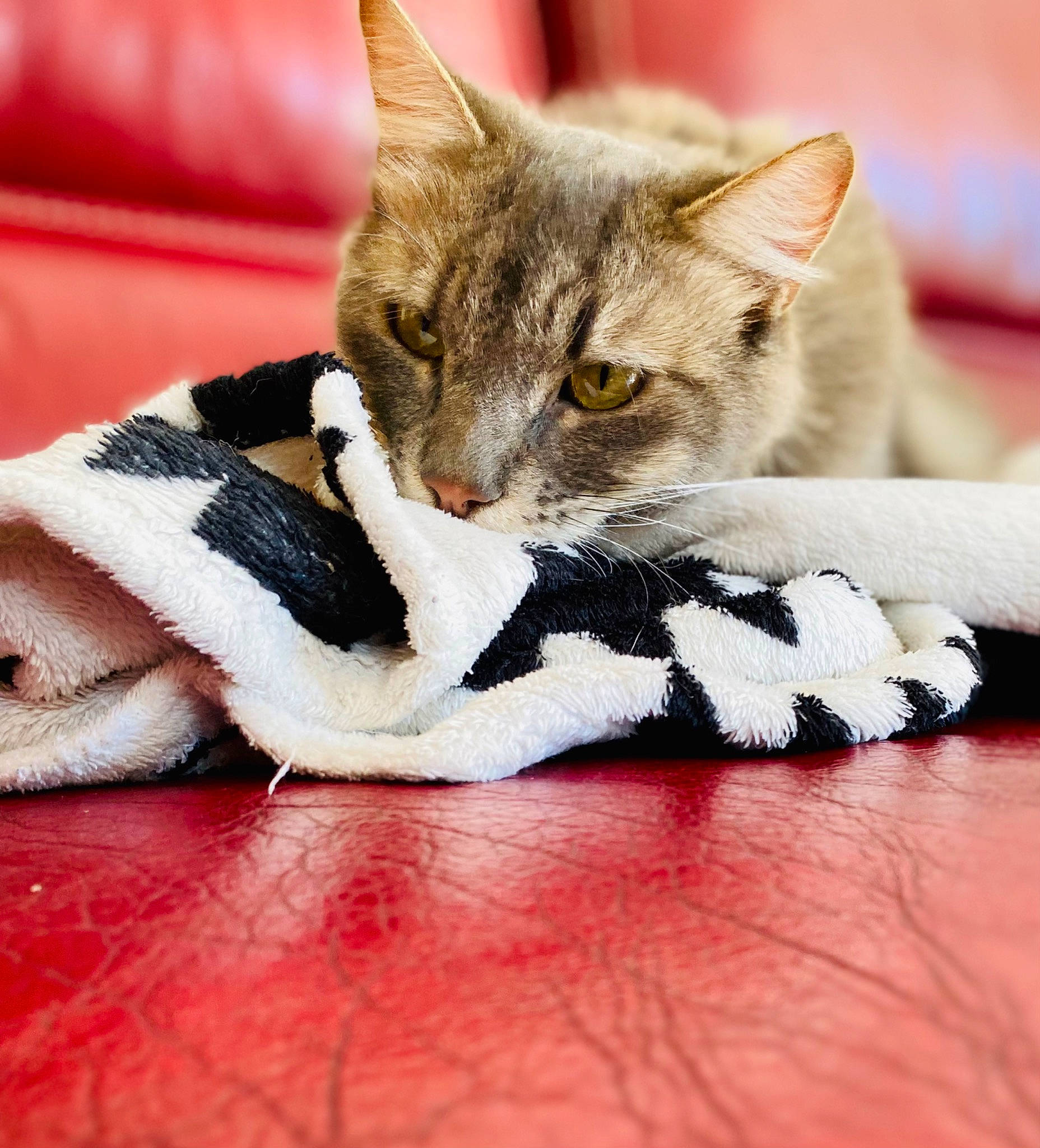 Harry a rejoint le concours — aidez-le/la à gagner de superbes lots ! carmine, carnivore, cat, claw, comfort, domestic_short_haired_cat, felidae, fur, human_leg, linens, paw, sitting, small_to_medium_sized_cats, snout, tail, whiskers