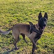 Stella participe au concours pour gagner de l'argent avec cette photo : dog, canine, outdoor, grass, pet, animal, harness, alert, standing, ears_up, tongue_out, nature, sunlight, muzzle, field, playful, active, mammal, daytime, friendly
