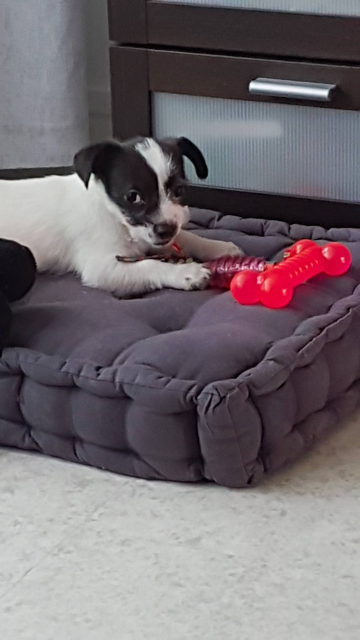 Ninie participe au concours pour gagner de l'argent avec cette photo : canidae, carnivore, companion_dog, couch, dog, dog_bed, dog_breed, dog_supply, furniture, puppy, rat_terrier