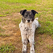 Skully is registered to the contest to win money with this photo: dog, animal, pet, outdoor, grass, lawn, lying_down, black_and_white, fur, ears, face, nature, canine, resting, front_legs, looking_at_camera, daylight, rural, ground, closeup