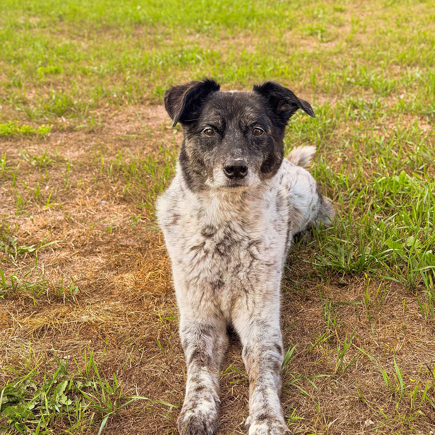 Skully is registered to the contest to win money with this photo: dog, animal, pet, outdoor, grass, lawn, lying_down, black_and_white, fur, ears, face, nature, canine, resting, front_legs, looking_at_camera, daylight, rural, ground, closeup