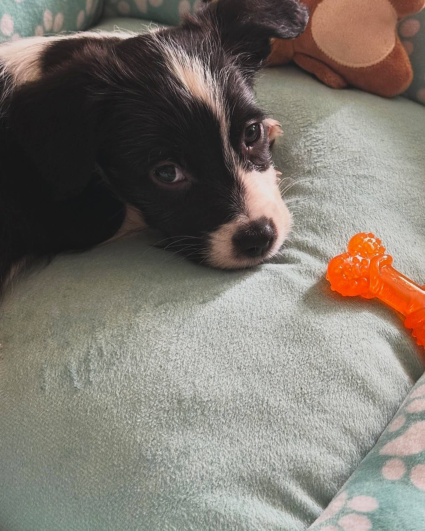 Chief joined the competition — help win amazing prizes! canidae, carmine, comfort, companion_dog, dog, dog_breed, fur, linens, non_sporting_group, paw, puppy_love, terrestrial_animal, toy_dog, whiskers, working_animal