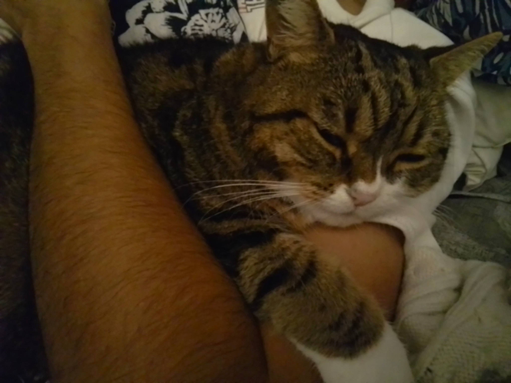 Mi participe au concours pour gagner de l'argent avec cette photo : carnivore, cat, claw, comfort, domestic_short_haired_cat, felidae, fur, nap, paw, sleep, small_to_medium_sized_cats, snout, tail, whiskers