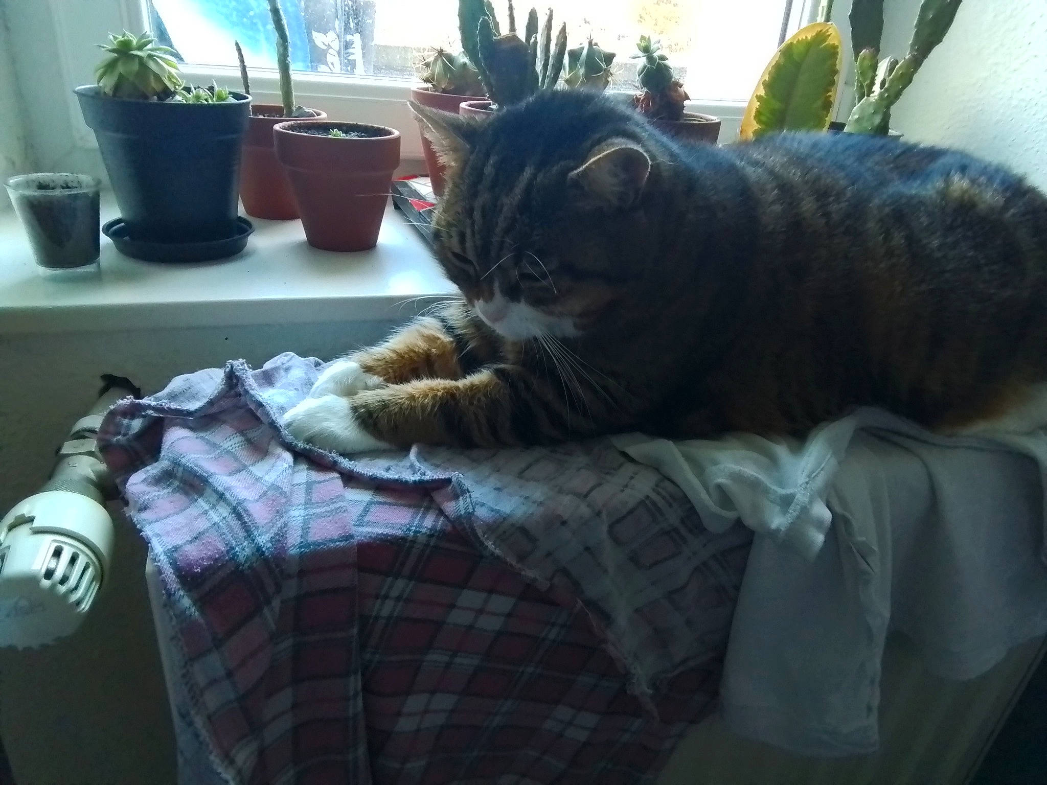 Mi a rejoint le concours — aidez-le/la à gagner de superbes lots ! carnivore, cat, comfort, couch, domestic_short_haired_cat, felidae, flowerpot, fur, grey, houseplant, linens, living_room, plaid, plant, room, sitting, small_to_medium_sized_cats, tail, tartan, whiskers