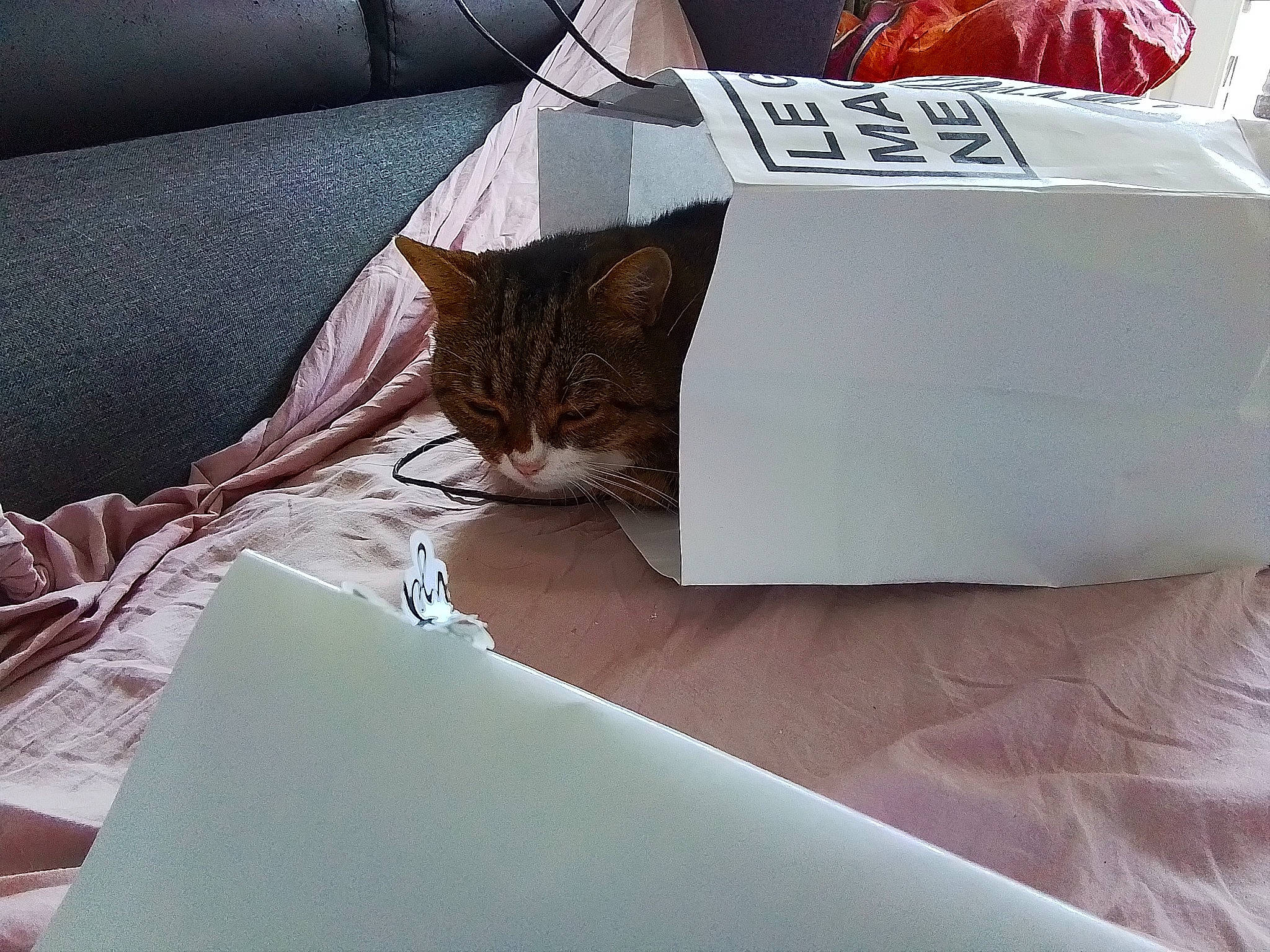 Mi participe au concours pour gagner de l'argent avec cette photo : bedding, box, cardboard, carmine, carnivore, carton, cat, comfort, couch, domestic_short_haired_cat, felidae, linens, packaging_and_labeling, packing_materials, paper_bag, paper_product, room, shipping_box, small_to_medium_sized_cats, whiskers