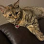 cat, tabby, pet, feline, collar, name_tag, heart_shaped_tag, couch, leather, indoor, resting, fur, whiskers, relaxed, animal, mammal, ears, paw, side_view, wall