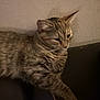 cat, tabby_cat, feline, pet, indoor, lounging, couch, furniture, paw, fur, striped, relaxed, mammal, domestic_animal, whiskers, ears, claws, resting, side_view, animal