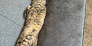 Nora is registered to the contest to win money with this photo: cat, tabby, feline, pet, couch, gray_couch, slippers, carpet, indoor, relaxed, stretching, fur, whiskers, tail, paws, collar, resting, home, domestic_animal, sleepy