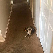 Nora joined the competition — help win amazing prizes! cat, tabby_cat, carpet, hallway, door, wall, indoor, pet, animal, floor, feline, resting, alert, brown, beige, home, curtain, floral_pattern, room, doorway